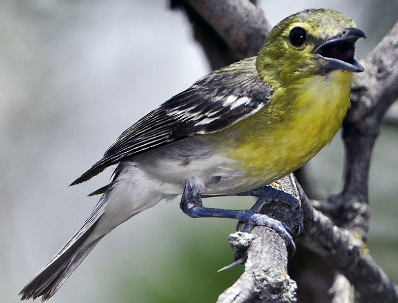 Yellow-throated vireo, the waugon